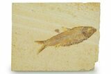 Detailed Fossil Fish (Knightia) - Wyoming #369394-1